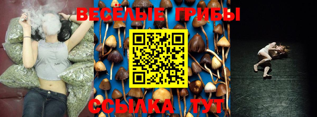 Волжск  наркота  Вход с VPN  Псилоцибиновые грибы Psilocybe 